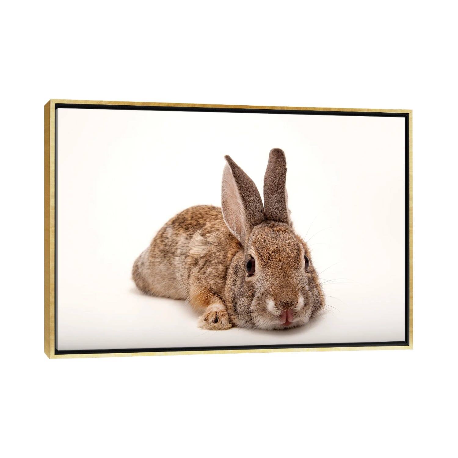 iCanvas "A Desert Cottontail Ra3bit At Omaha‚ Aos Henry Doorly Zoo And